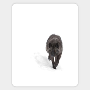 Black Wolf in winter Sticker